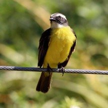 Canto inconfundível e delicadeza peculiar: curiosidades sobre os bem-te-vis