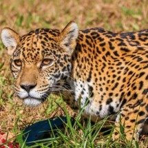 Maya está de volta: onça retorna ao Zoo de BH após meses de recuperação - Crédito: Juan Espanha/PBH