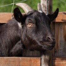 Confundem muita gente: saiba diferenciar cabras, bodes, cabritos, cordeiros, ovelhas e carneiros - Pixabay