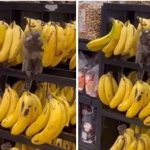 Saguis invadem supermercado para comer bananas  - Redes sociais
