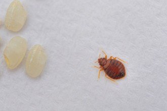 Percevejos em casa? Guia para identificar, eliminar e prevenir