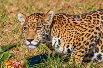 Felina retorna à área de visitação neste fim de semana depois de cirurgia e reabilitação cuidadosa  -  (crédito: Crédito: Juan Espanha/PBH)