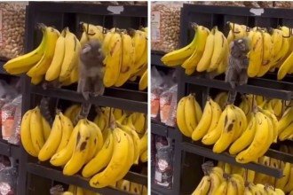 Saguis comem bananas em supermercado -  (crédito: Redes sociais)