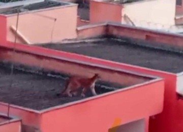 Fora do habitat habitual, o animal passou a transitar pela área urbana, possivelmente em busca de alimento -  (crédito: Crédito: CBMMG)