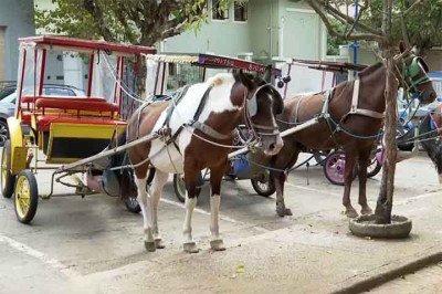 O dia 12 de março de 2026 marcou o encerramento da circulação de charretes movidas a cavalo na cidade de Poços de Caldas, em Minas Gerais. Esse serviço turístico, baseado na condução por animais, prevaleceu na cidade por 125 anos. 
 -  (crédito: Reprodução/EPTV)