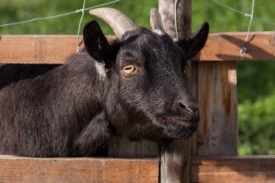Embora sejam visualmente semelhantes para um olhar destreinado e sejam comuns na criação rural, ovelhas, cabritos, carneiros, cordeiros, cabras e bodes apresentam diferenças mais simples do que se imagina. Veja a seguir! -  (crédito: Pixabay)