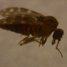 Vírus Oropouche já infectou mais de 5 milhões de pessoas no Brasil - Erik Jesus de Faria Santana/Wikimedia Commons