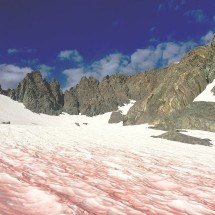 “Neve de Melancia”: Saiba mais sobre o fenômeno que deixa a vermelha - Wikimedia Commons /  Paul Wade