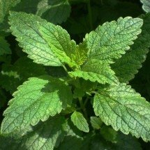 Fácil de cultivar, erva cidreira ajuda a manter a calma - Pixabay 