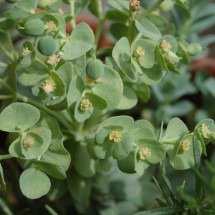 Belas e ornamentais, suculentas não dão trabalho no cultivo - Pixabay