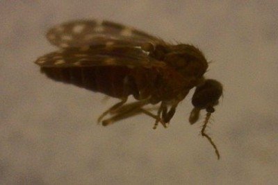 O mosquito-pólvora, porvinha ou maruim (Culicoides paraensis), transmissor do Oropouche, é três vezes menor que um pernilongo comum, tamanho ideal para atravessar mosquiteiros -  (crédito: Erik Jesus de Faria Santana/Wikimedia Commons)