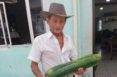 A primeira colheita de 2026 surpreendeu o agricultor Ambrósio Magnani, de 85 anos, morador de Rio do Sul, em Santa Catarina. Ao percorrer a horta ele encontrou um pepino gigante com 7 kg e 90 cm. -  (crédito: Arquivo Pessoal)
