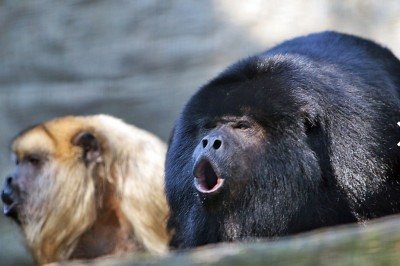 Existem alguns animais que fazem bastante barulho e chamam atenção por isso. São bichos de espécies variadas e alguns surpreendem.  -  (crédito: Steve from washington, wikimedia commons )