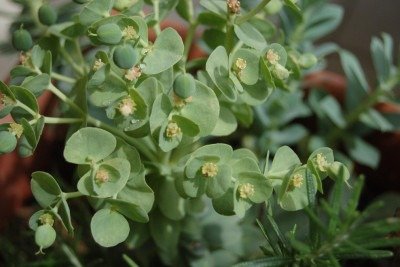 As suculentas armazenam água em folhas, caules ou raízes, permitindo que sobrevivam em locais secos. Isso confere a elas uma  resistência que as torna populares em jardins e dentro de casa. -  (crédito: Pixabay)