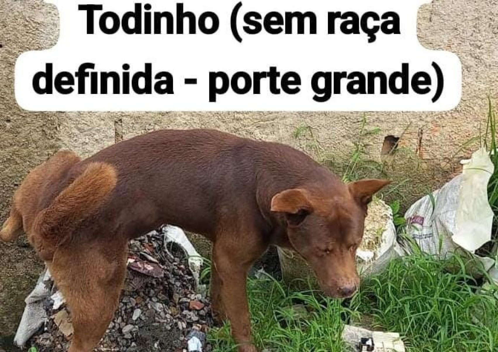 Todinho-Reprodução