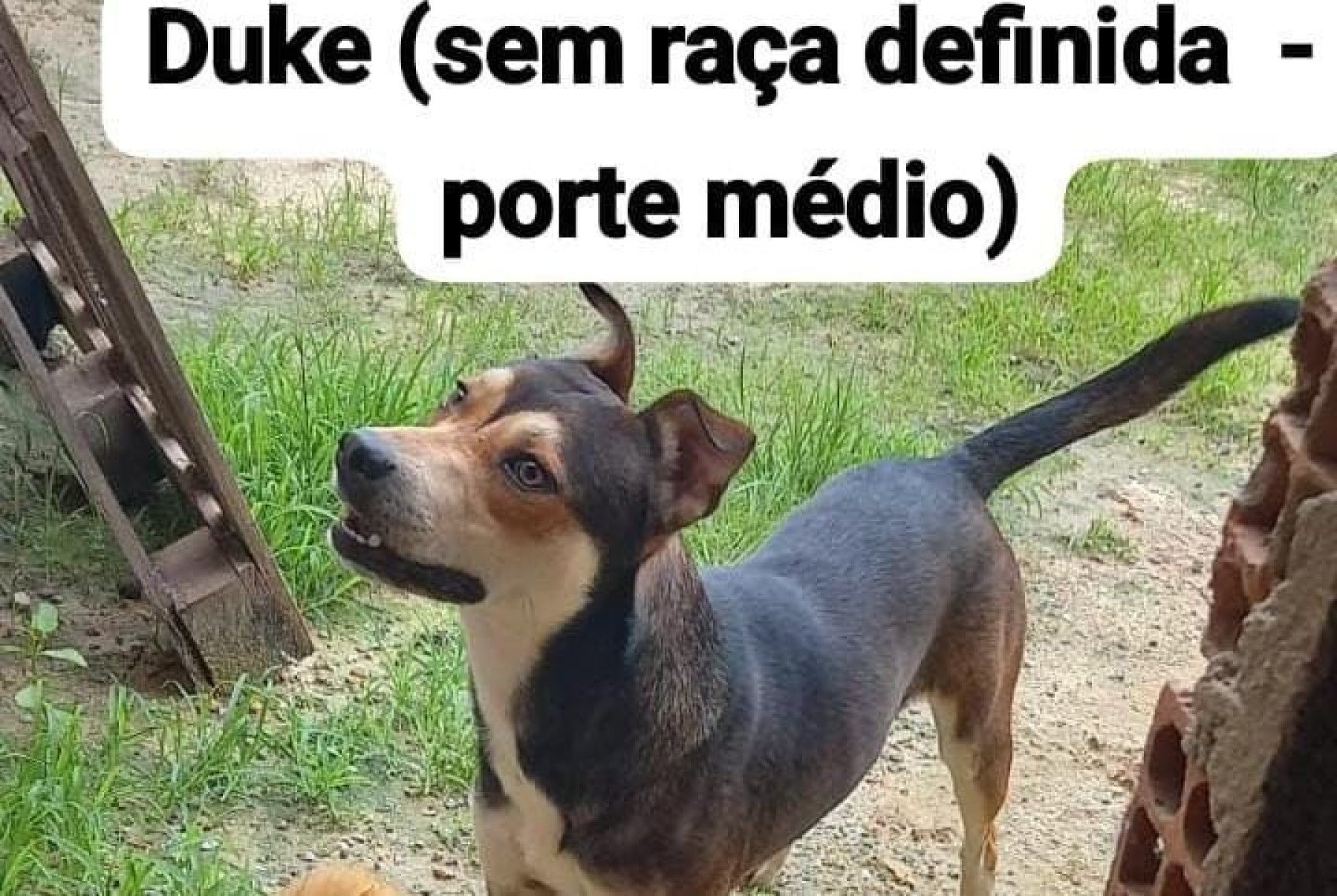 Duke-Reprodução