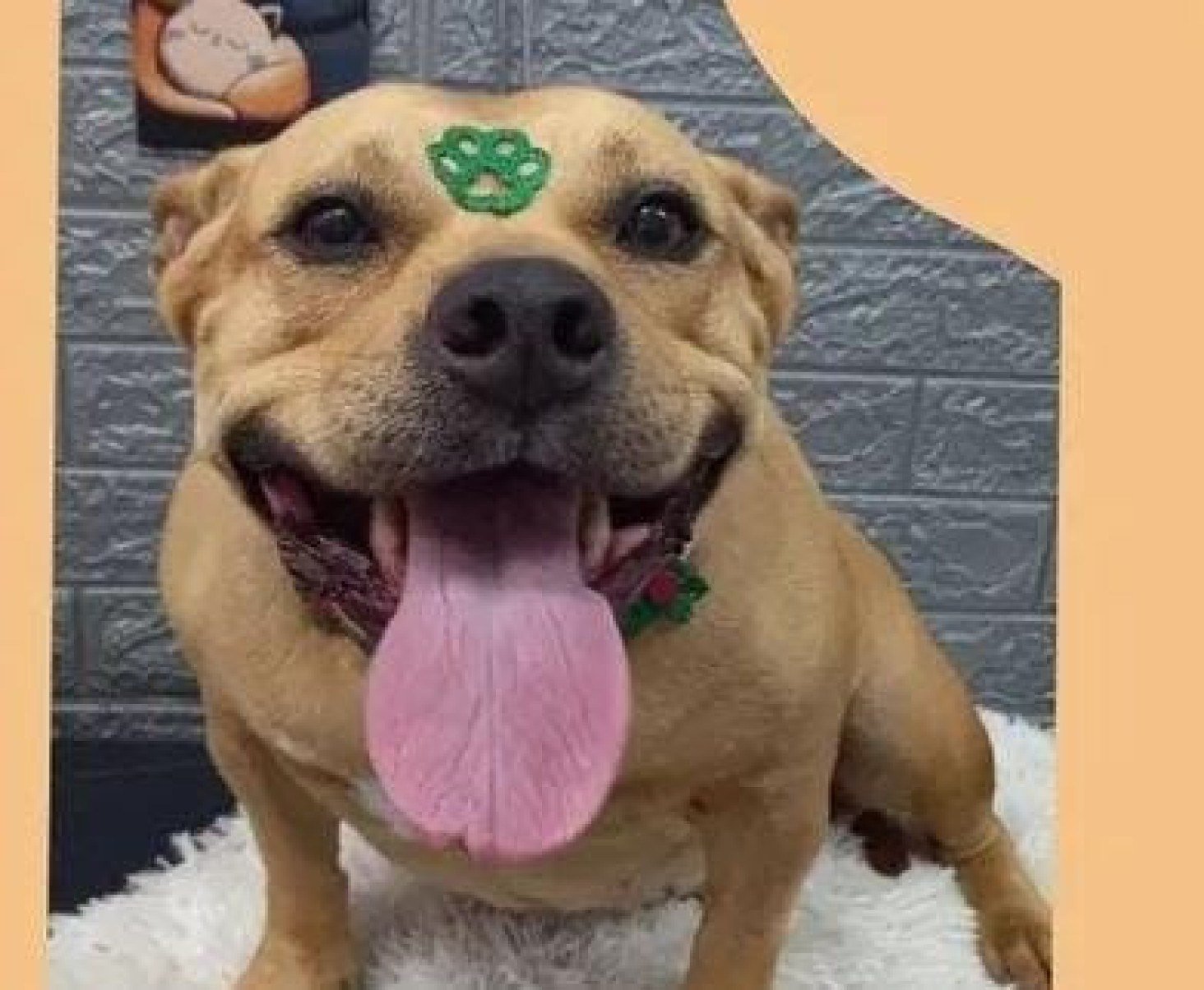 Angelina-Reprodução