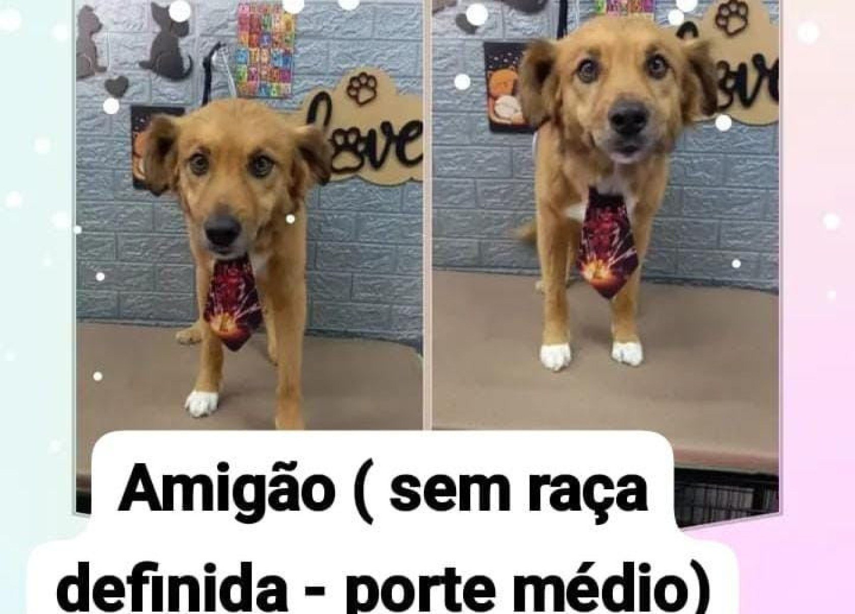 Amigão-Reprodução