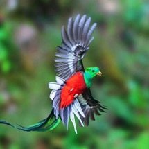 Quetzal: uma das espécies mais desejadas por observadores de aves -  Reprodução do Flickr Alejandro Insegna