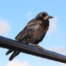 Tem cada uma… Veja curiosidades sobre diversas espécies de aves - Aernout Bouwman por Pixabay