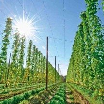 Minas abre espaço para  a produção de lúpulo - EMBRAPA/DIVULGAÇÃO