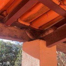 Jiboia de um metro é capturada em telhado de casa no interior de Minas