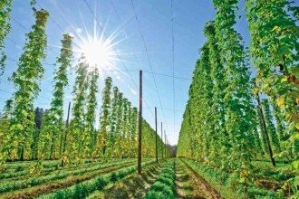 Minas abre espaço para  a produção de lúpulo