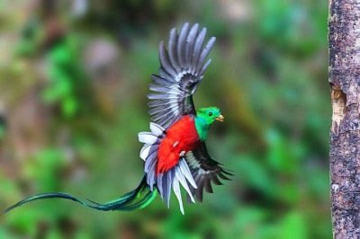 O quetzal é uma das aves mais fascinantes do continente americano, pois combina beleza, simbolismo e importância ecológica. Encontrado nas florestas tropicais da América Central e do sul do México, ele encanta pela plumagem vibrante e pela longa cauda verde dos machos, tornando-se um verdadeiro ícone cultural e natural. -  (crédito:  Reprodução do Flickr Alejandro Insegna)