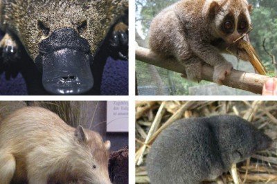 Uma das curiosidades do mundo animal é o veneno de certas espécies de mamíferos. São apenas quatro na natureza: o musaranho, o lóris, o almiqui e o ornitorrinco. Animais curiosos. Veja só! -  (crédito: Montagem Flipar)