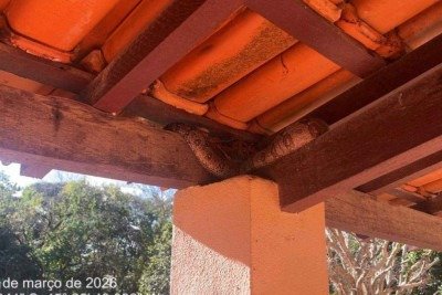 O animal estava no telhado na parte da varanda da casa, que fica localizada na parte urbana de Formiga -  (crédito: Divulga&ccedil;&atilde;o CBMMG)