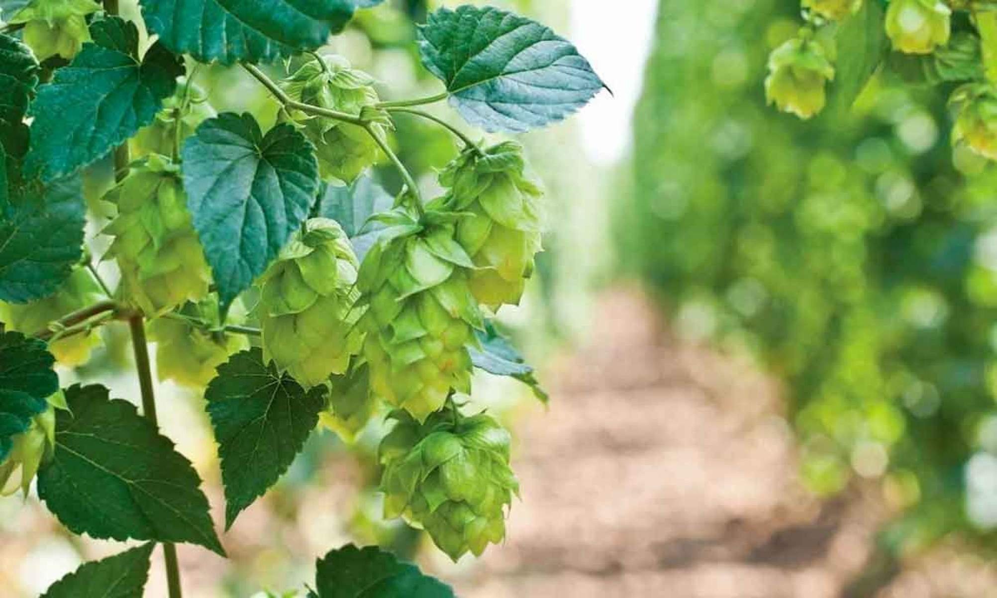 Pesquisadores trabalham buscando identificar qual a melhor variedade da planta para o territ&oacute;rio mineiro