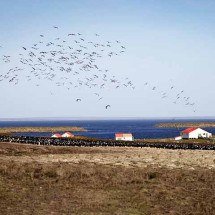 Malvinas: arquipélago ficou marcado pela guerra entre Argentina e Inglaterra - Flickr Mouser Williams