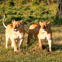 Felinos: pitadas de curiosidades sobre diferentes espécies - Imagem de CatrinAdams por Pixabay