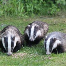 Texugo: animal de aparência inconfundível leva curiosa vida na natureza - Pixabay