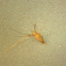 Sementes que “se movem”: o curioso mecanismo natural que ajuda na germinação - Harry Rose wikimedia commons