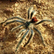 Em risco! Aranhas raras da Amazônia se tornam alvo do tráfico de animais silvestres - Flickr - Alex Popovkin, Bahia, Brazil