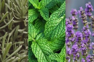 5 plantas que podem ajudar a afastar mosquitos do seu jardim