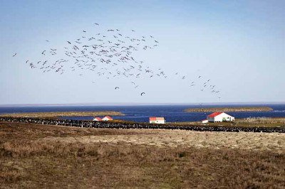 As Ilhas Malvinas reúnem natureza exuberante, memória histórica e vida selvagem. O arquipélago, localizado no Atlântico Sul, foi palco de um conflito marcante em 1982 (entre Argentina e Reino Unido), mas ainda hoje preserva suas paisagens colônias de pinguins, museus e memoriais. -  (crédito: Flickr Mouser Williams)