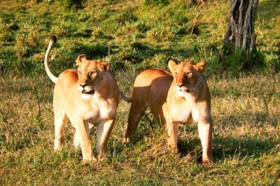 Os felinos formam uma das famílias mais fascinantes do reino animal, reunindo desde grandes predadores até espécies de pequeno porte espalhadas por diferentes continentes. Conhecidos pela agilidade, força e sentidos apurados, esses animais desempenham papel essencial no equilíbrio dos ecossistemas. -  (crédito: Imagem de CatrinAdams por Pixabay)