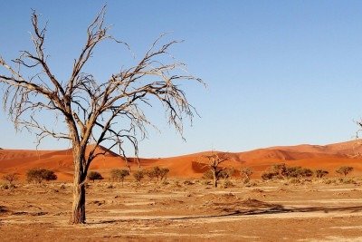 O Sossusvlei é o grande cartão-postal da Namíbia, localizado no lendário Deserto do Namibe, considerado o mais antigo do planeta. Com super dunas de tons alaranjados e árvores fossilizadas, o cenário revela combinação de beleza e mistério. Assim, atrai viajantes em busca de paisagens inexploradas e experiências intensas. Visitar Sossusvlei é mergulhar num espetáculo natural que harmoniza tempo, cor e silêncio.

 -  (crédito: Imagem de Tobi por Pixabay)