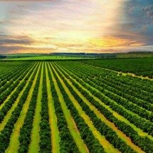 As regras do CNJ para a recuperação judicial no agronegócio -  Divulga&ccedil;&atilde;o