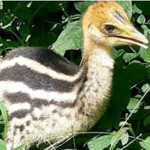 Casuar: ave é considerada a mais perigosa do mundo