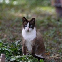 Projeto quer reduzir população de gatos no Parque Municipal de BH - Tulio Santos/EM/D.A. Press.