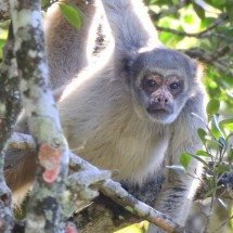 Muriquis-do-norte são realocados em MG para preservação da espécie - Crédito: Leandro Santana Moreira/Instituto de Biodiversidade