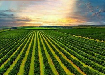 CNJ define regras para recupera&ccedil;&atilde;o judicial no agro em meio a debate sobre bens essenciais -  (crédito:  Divulga&ccedil;&atilde;o)