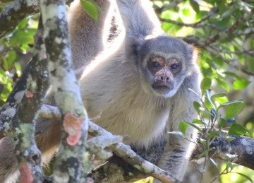  Um exemplo é a transferência de muriquis-do-norte, uma das espécies mais ameaçadas de extinção do país, realizada no mês de março -  (crédito: Crédito: Leandro Santana Moreira/Instituto de Biodiversidade)