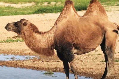 Os camelos têm importante papel nas culturas e economias de várias regiões.
Você já parou para pensar porque os camelos têm duas corcovas? Ou o motivo de seus cílios serem tão longos?  -  (crédito:  Youtube  Animai e mais)