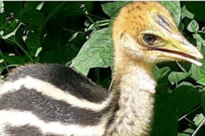 O casuar é conhecido como a ave mais perigosa do mundo e tem origem na Austrália.  Como a espécie corre risco de extinção por causa do desmatamento, biólogos desenvolvem projetos para a preservação. E o nascimento de um casuar é motivo de comemoração.  - 