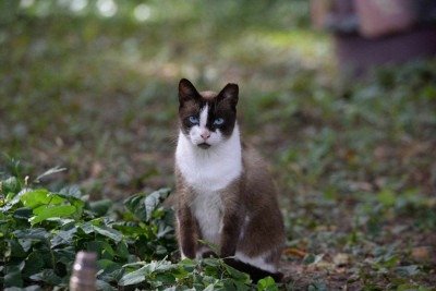 Apesar de ser conhecido como 'O Parque dos Gatos', os felinos representam um risco para a biodiversidade do Parque Municipal.  -  (crédito: Tulio Santos/EM/D.A. Press.)