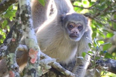  Um exemplo é a transferência de muriquis-do-norte, uma das espécies mais ameaçadas de extinção do país, realizada no mês de março -  (crédito: Crédito: Leandro Santana Moreira/Instituto de Biodiversidade)